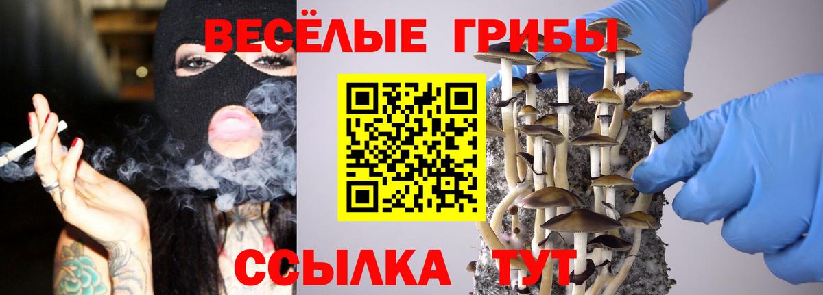как найти закладки  Псилоцибиновые грибы Psilocybine cubensis  Кудрово  Вход с VPN  Галлюциногенные грибы Magic Shrooms 